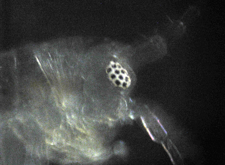 Microscopia salata